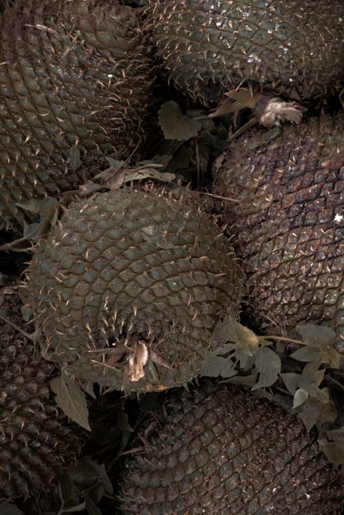 Free stock photo of araucaria, paraná, pinha Stock Photo