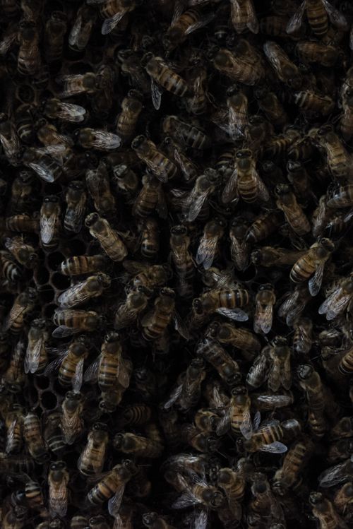 Free stock photo of bee, nature Stock Photo