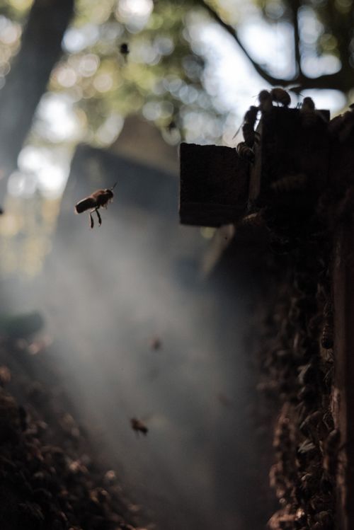 Free stock photo of bee, nature Stock Photo