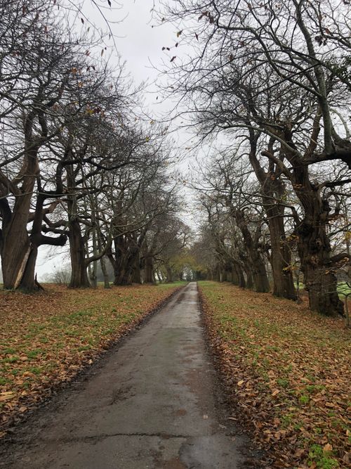 Free A serene pathway through a tunnel of bare trees on a misty autumn day, perfect for tranquil landscapes. Stock Photo