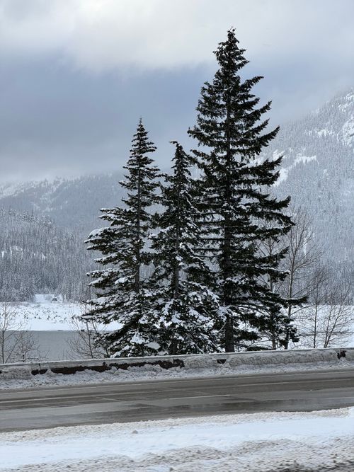 Free A serene winter landscape of snow-covered pine trees beside a frozen lake in Washington. Stock Photo