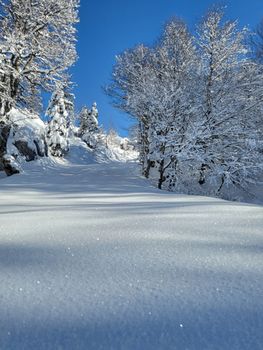 A serene winter scene featuring snow-covered trees and a clear blue sky.