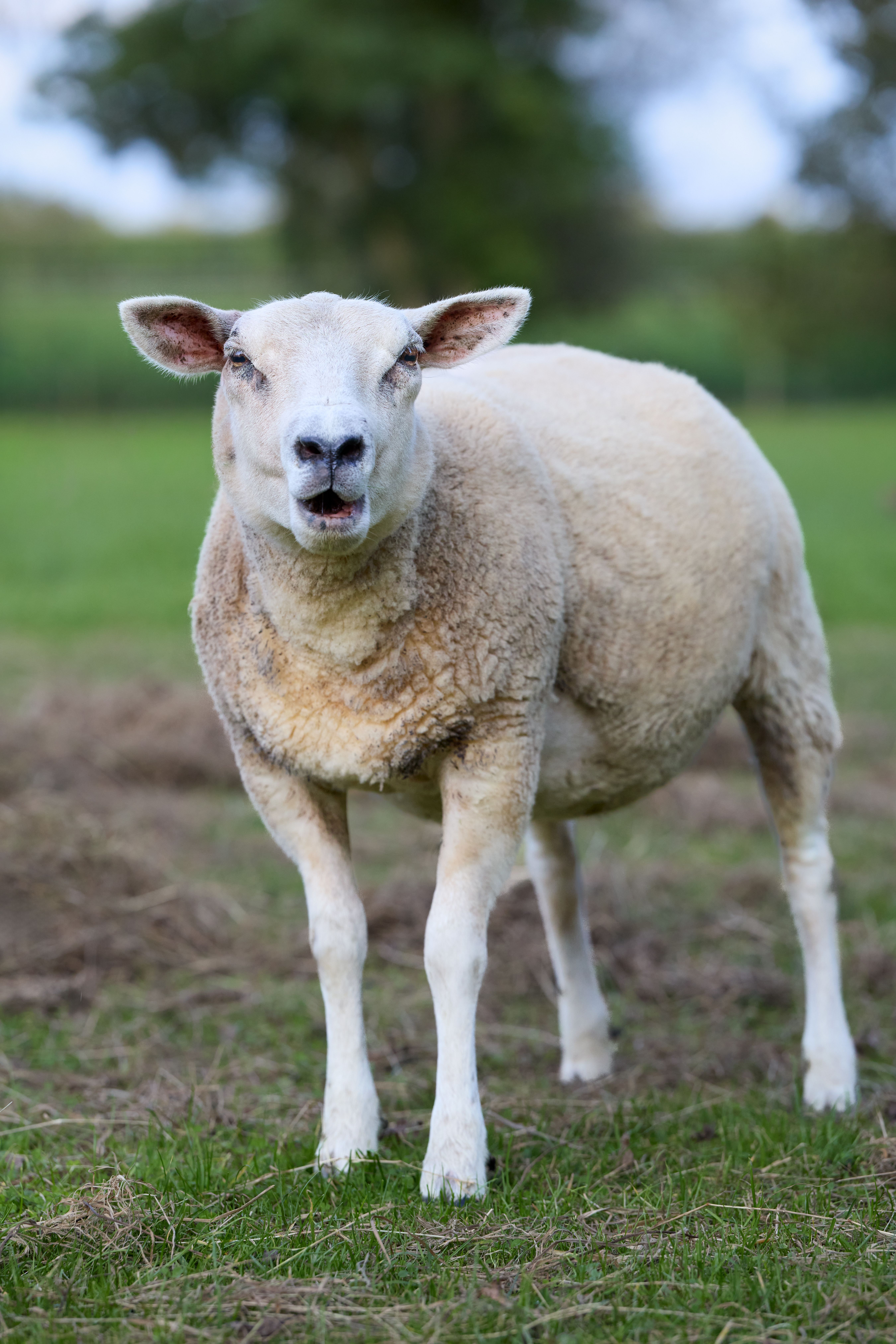 Portrait of a Curious Sheep in a Green Pasture · Free Stock Photo