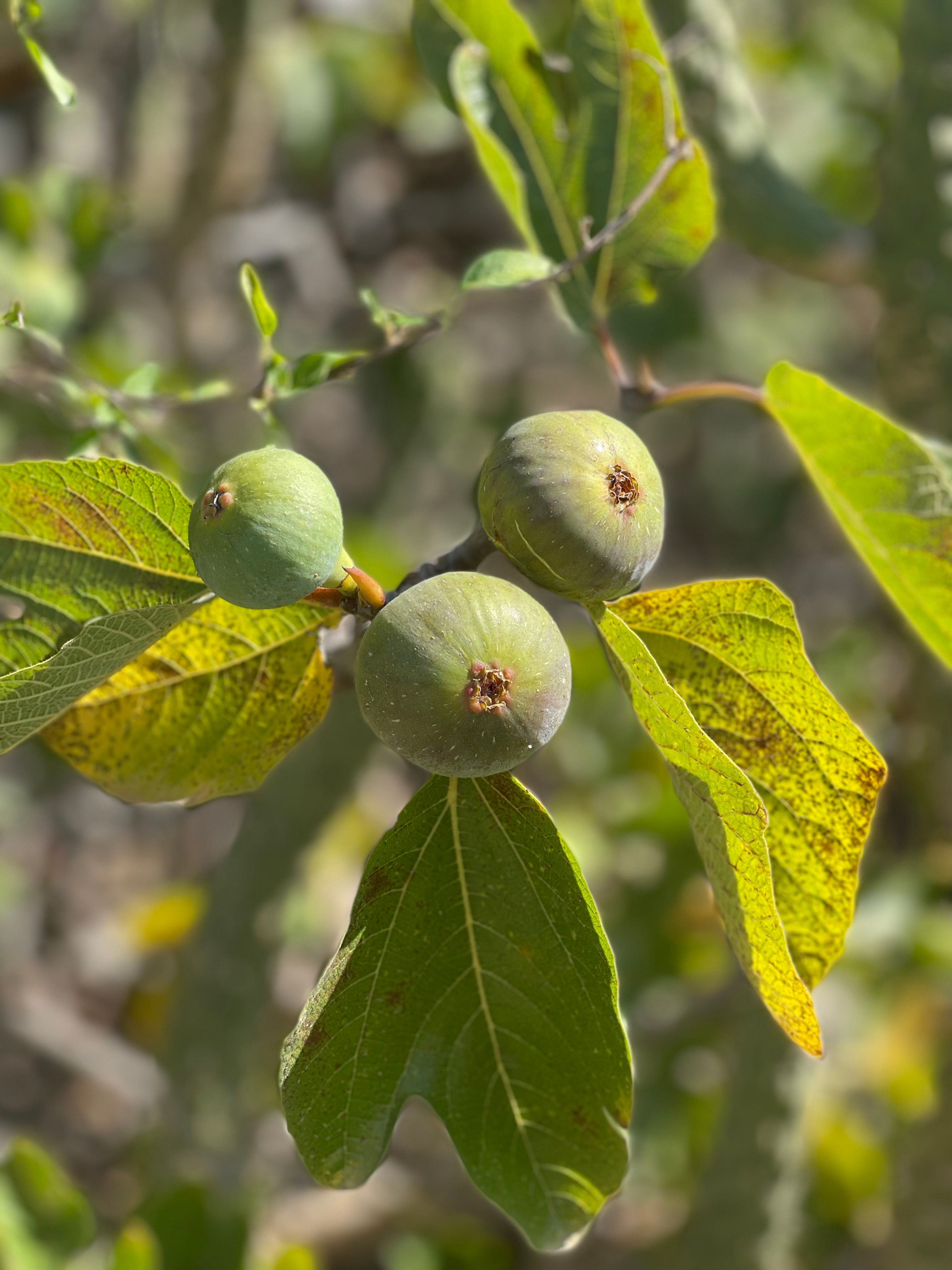 Close-up of Unripe Figs on Tree Branch · Free Stock Photo