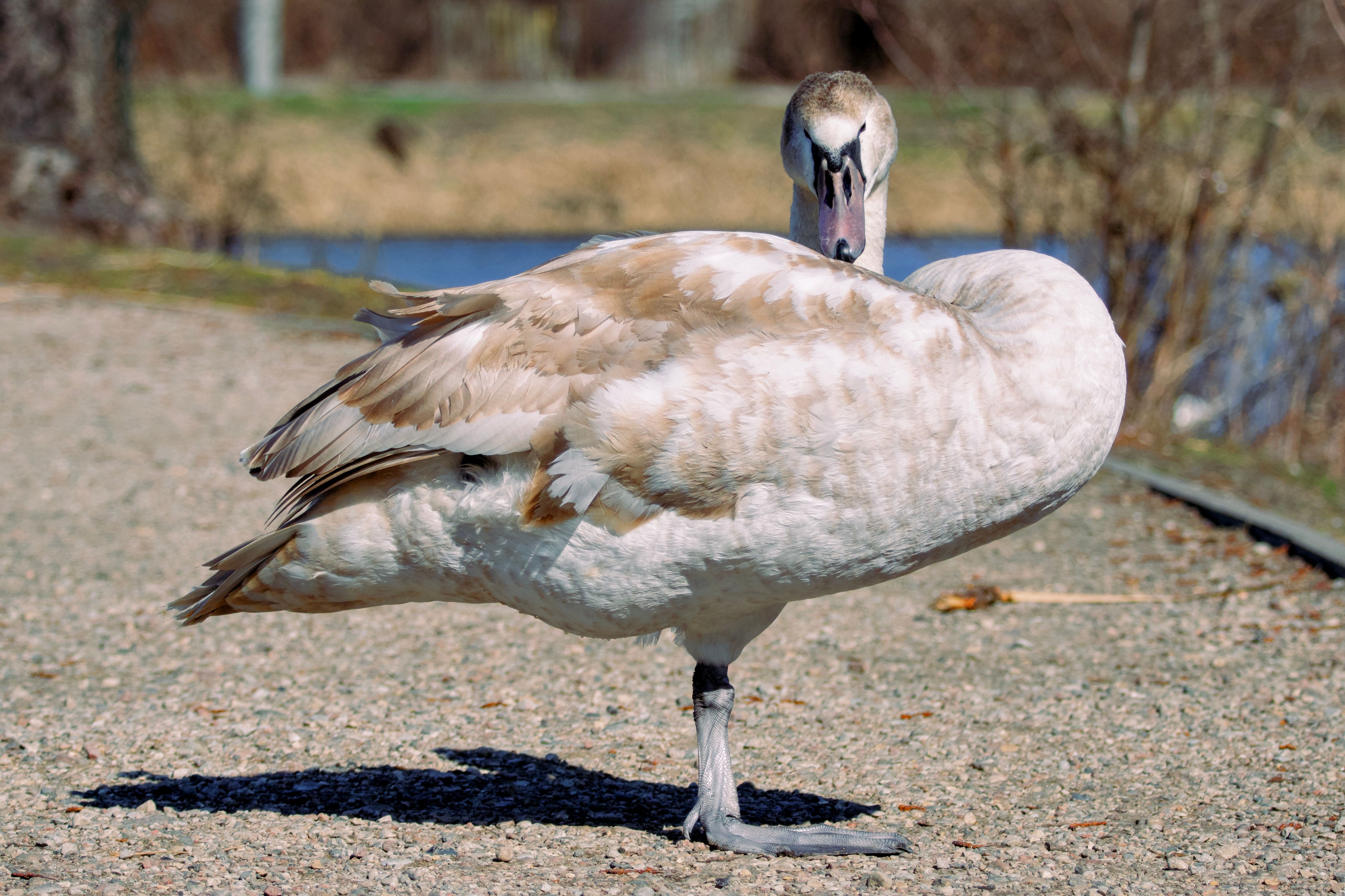 Young Mute Swan in Early Spring Park Setting · Free Stock Photo