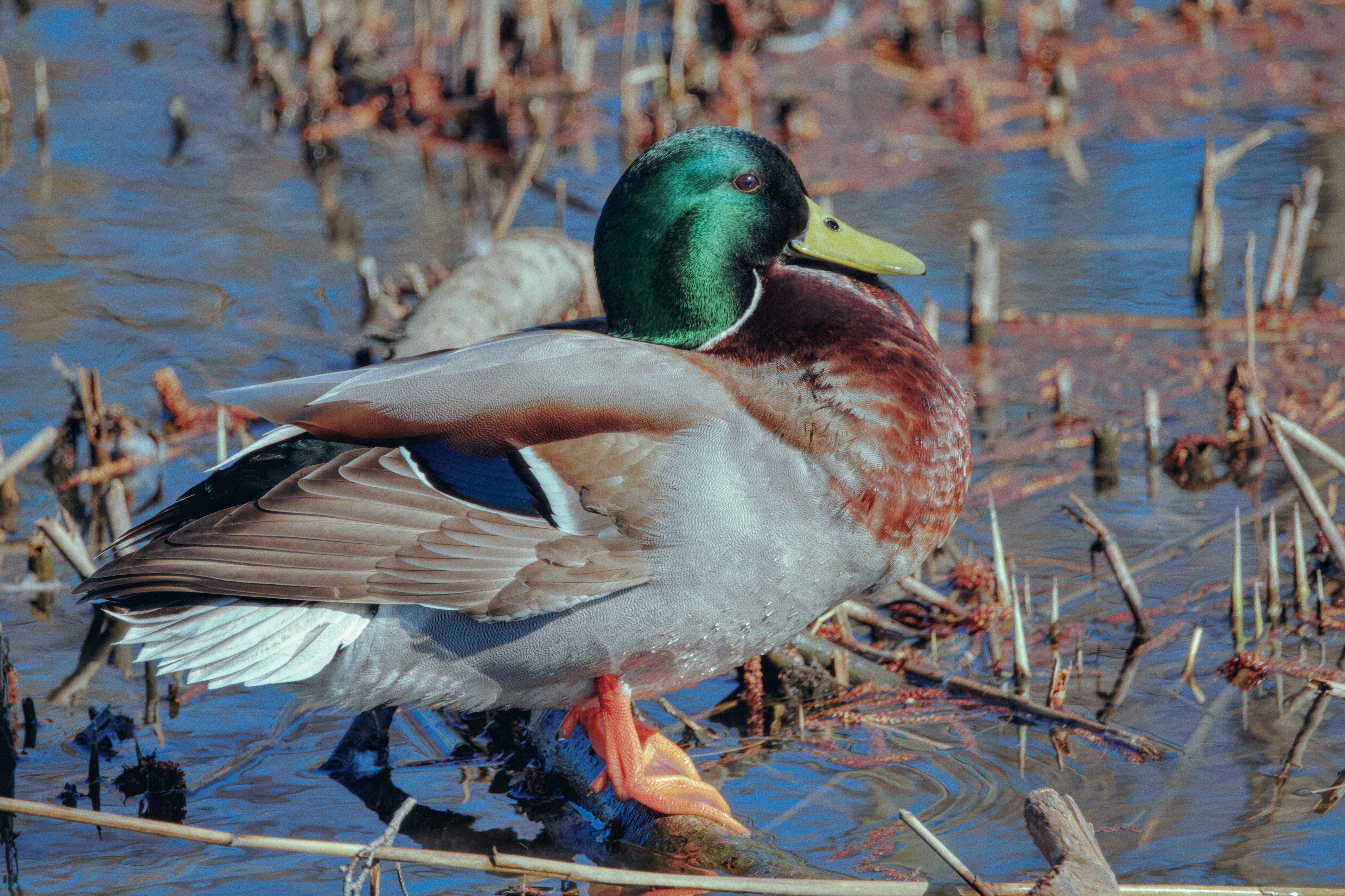 2012 Review of Drake Software — Drake Tax — Photo by Marek Ruczaj on Pexels