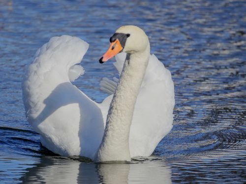 Free A solitary mute swan gracefully glides across a serene lake in Białystok, showcasing its elegant beauty. Stock Photo