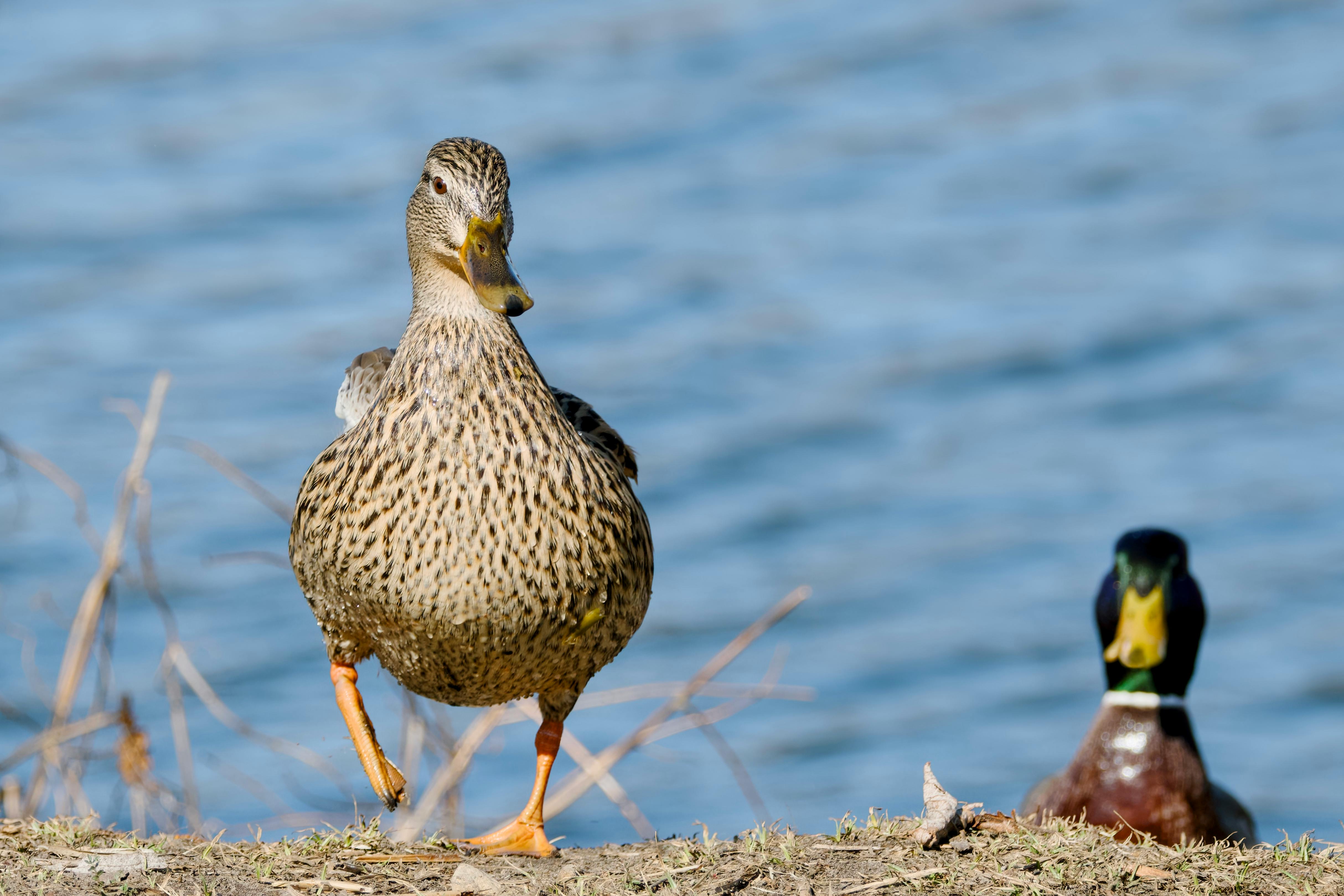 A pair of mallard ducks near a pond in Białystok during early spring.