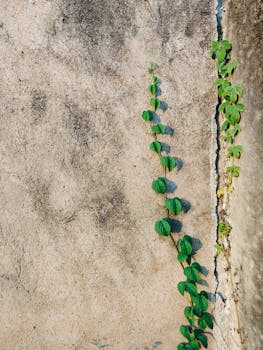 Vibrant green vines creep up a cracked, textured concrete wall in bright daylight.