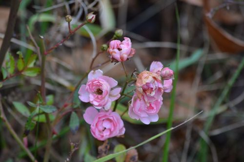 Free Delicate pink rose flowers blooming in a natural outdoor setting. Stock Photo