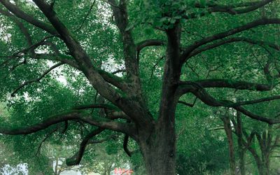Saskatoon ghi nhận các ca bệnh cây phỉ mới, dự kiến chặt bỏ