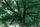 big tree