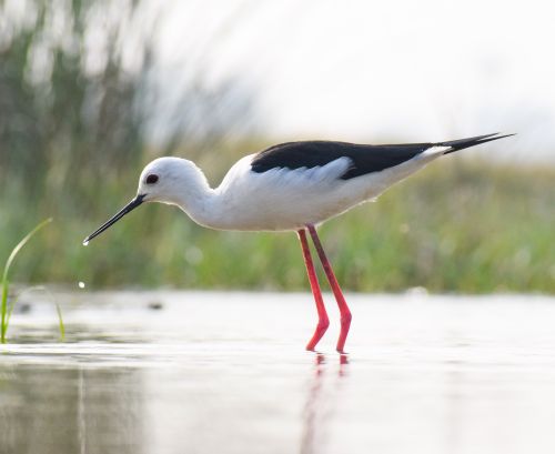 Free Captivating photo of a Black-winged Stilt wading in water, depicting wildlife in Kandiāro, Sindh. Stock Photo