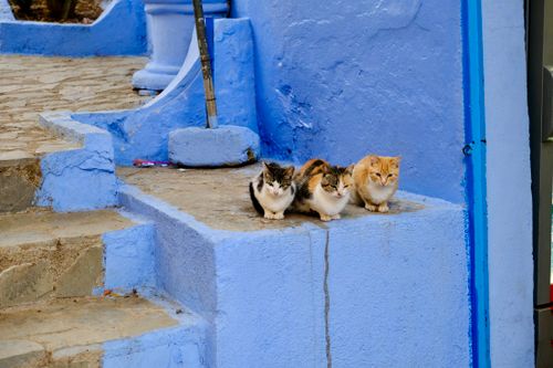Free Three cats resting on blue-painted steps in Chefchaouen, Morocco, known for its vibrant blue buildings. Stock Photo