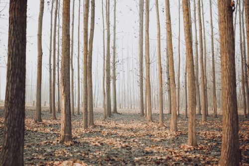 Free A tranquil winter forest scene with tall bare trees and fallen leaves on the ground. Stock Photo