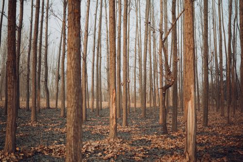 Free Quiet autumn forest scene with tall, leafless trees and a carpet of dry leaves. Stock Photo