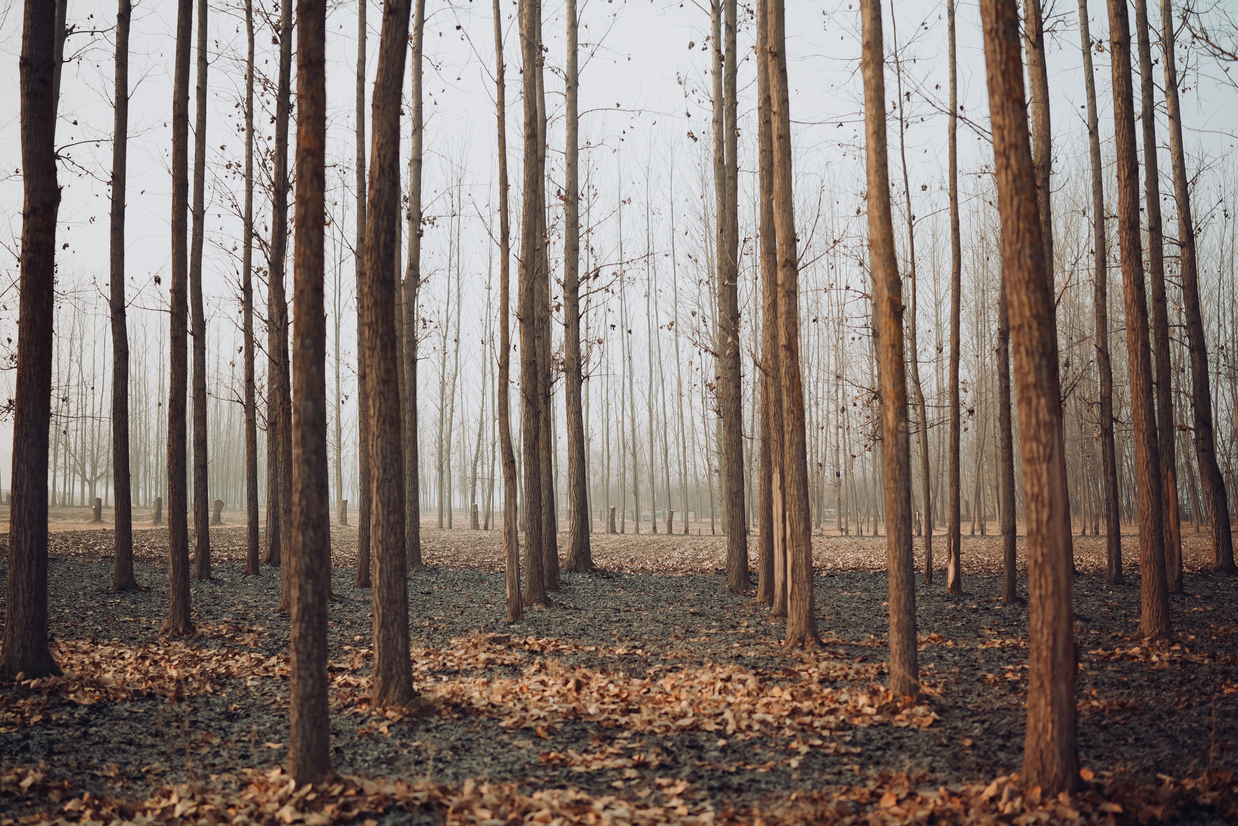 Serene Autumn Woodland with Tall Trees · Free Stock Photo