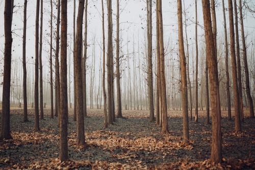 Free Beautiful autumn forest with tall leafless trees and fallen leaves on the ground. Stock Photo