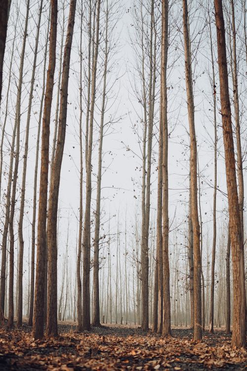 Free Tall bare trees in a serene winter forest with fallen leaves covering the ground. Stock Photo
