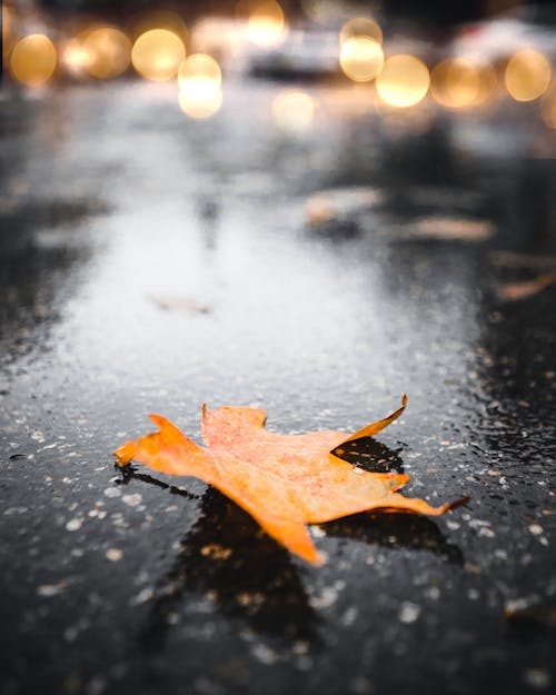 Základová fotografie zdarma na téma padání, podzim, podzimní barvy