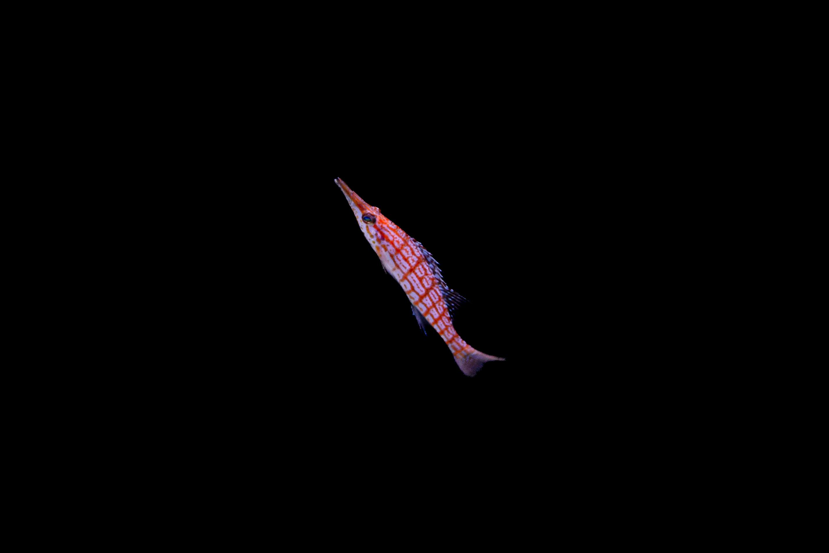 Vivid longnose hawkfish swimming against a dark background, highlighting its intricate patterns.