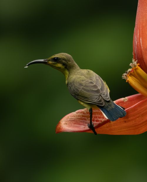 Free A sunbird delicately perches on a vivid orange tropical flower, captured in stunning detail. Stock Photo