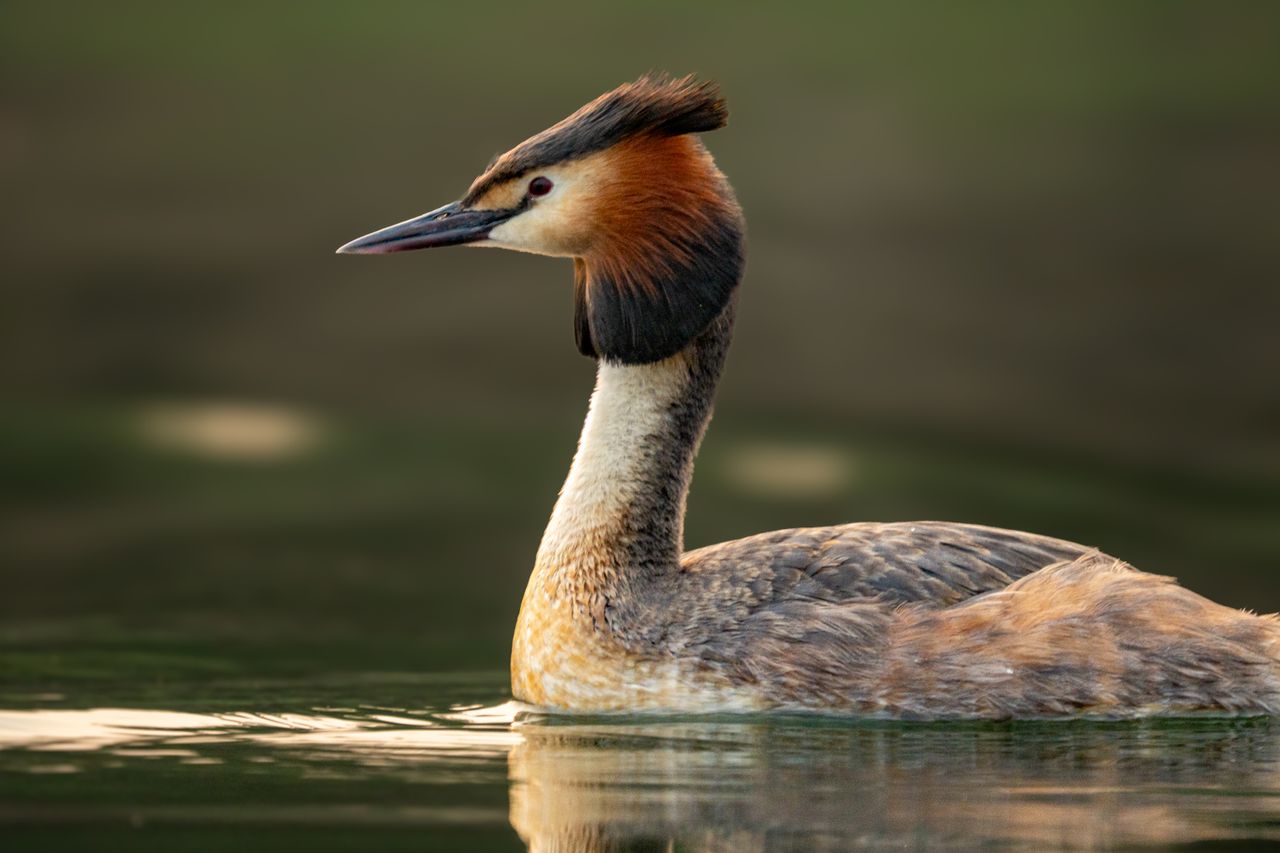 beautiful great crested grebe swimming gracefully on calm water at dus