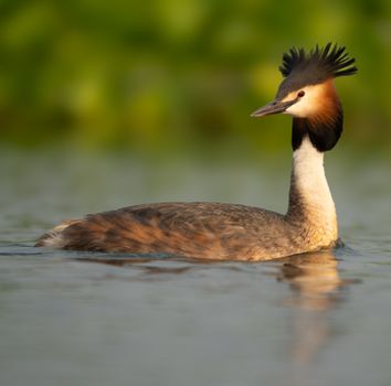 A great crested grebe floats gracefully on tranquil water with lush greenery in the background.