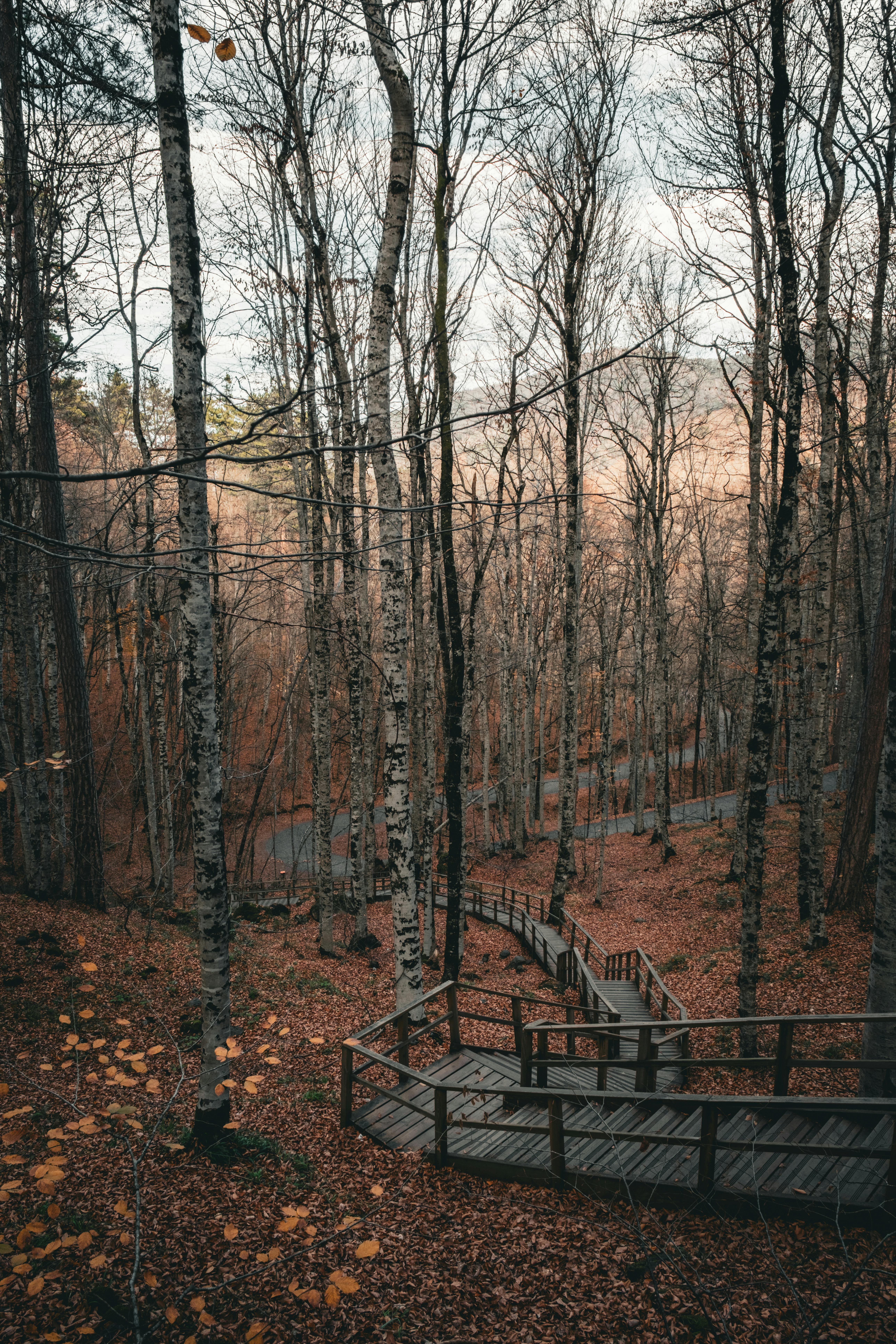 Serene view of an autumn forest with a winding wooden pathway surrounded by fallen leaves.