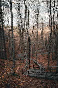 Serene view of an autumn forest with a winding wooden pathway surrounded by fallen leaves.
