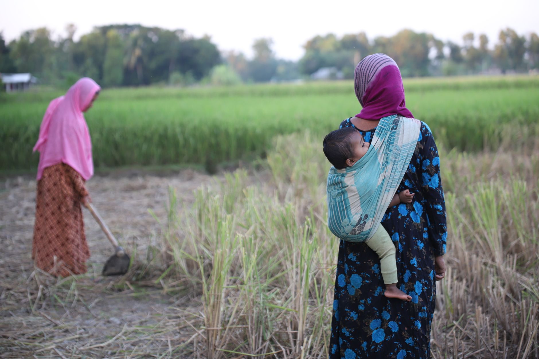 A woman works in a rice field with a baby in a sling, showcasing rural life in Bangladesh.
