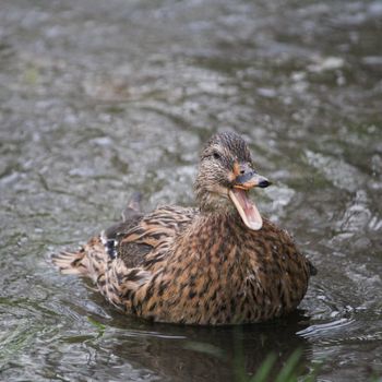 Don’t: Fall for quacks