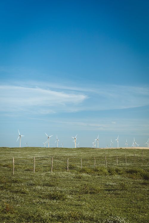 Free Wide view of wind turbines in a grassy field with a clear blue sky. Stock Photo