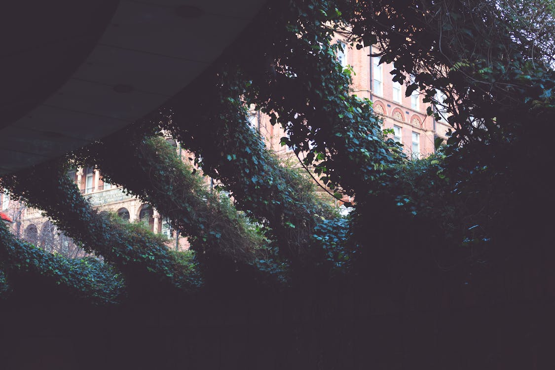 бесплатная Низкоугловая фотография листовых растений Стоковое фото