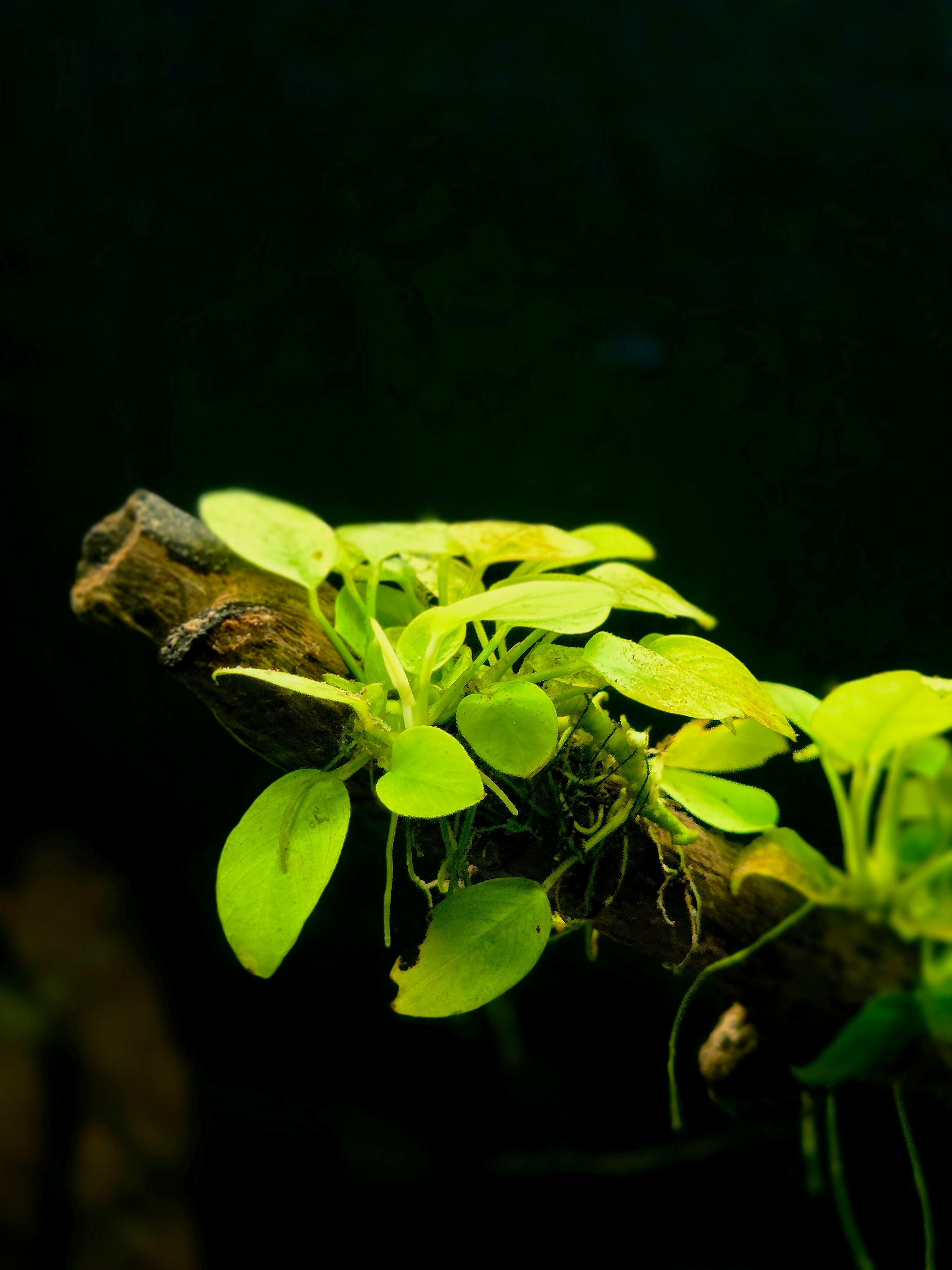 How to Lower pH in a Fish Tank Safely: KH-First Guide