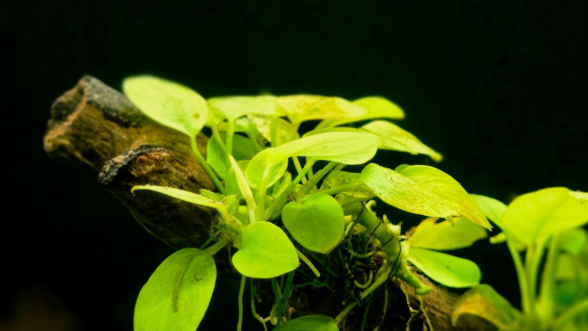 How to Lower pH in a Fish Tank Safely: KH-First Guide