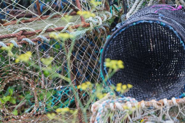 Gros plan d'un casier de pêche noir et de filets parmi des fleurs jaunes sauvages