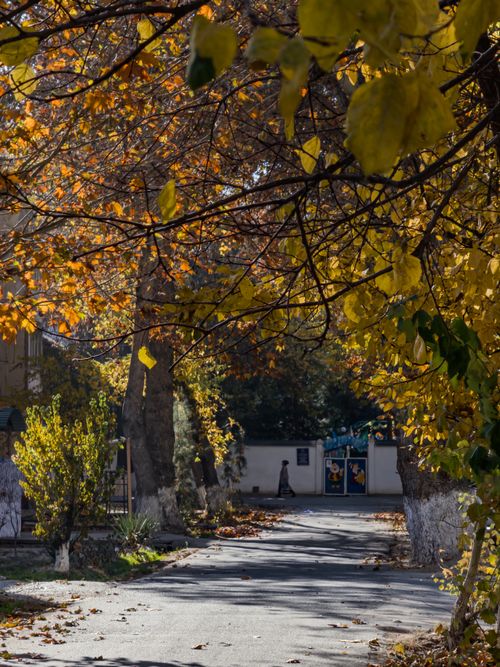 Free Tranquil autumn path with golden foliage in Fergana, Uzbekistan, under sunlight. Stock Photo