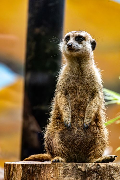 Free A standing meerkat attentively watches its surroundings in a natural setting. Stock Photo