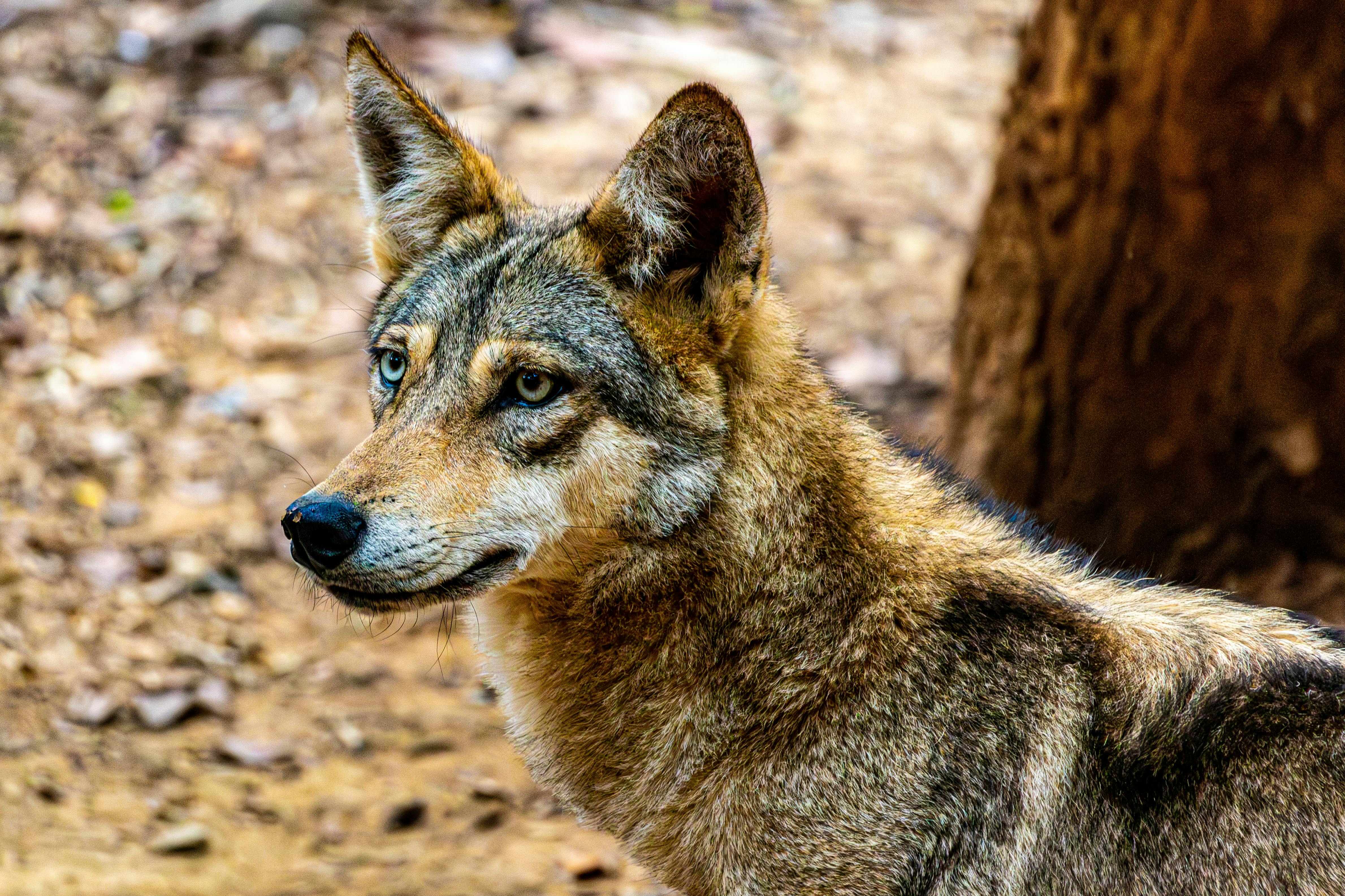 Detailed image of a red wolf in its natural environment, showcasing its distinctive features and alert expression.