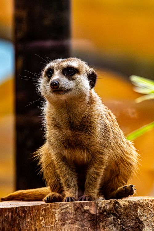 Free Close-up of a solitary meerkat in a natural habitat setting, standing on a tree stump. Stock Photo