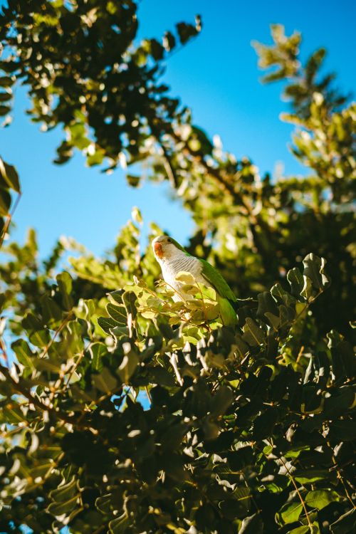 Free A colorful parrot sits gracefully among lush green leaves against a clear blue sky. Stock Photo