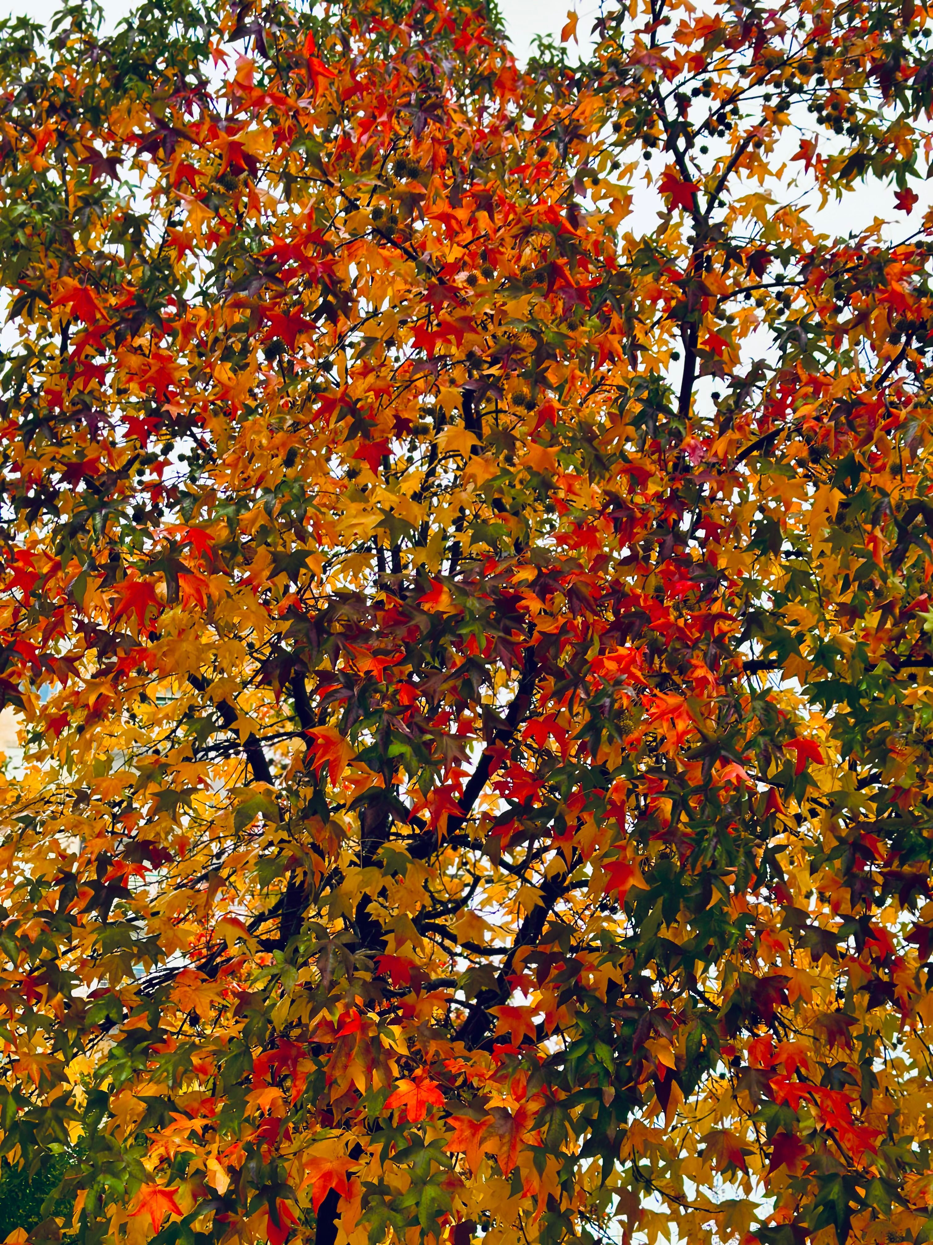 Colorful autumn leaves in shades of red and orange on a tree branch.