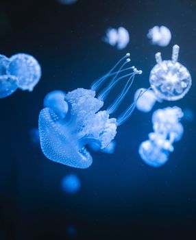 Close-up of blue jellyfish gracefully swimming underwater with soft illumination.