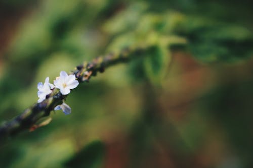 Close up of Small Flowers