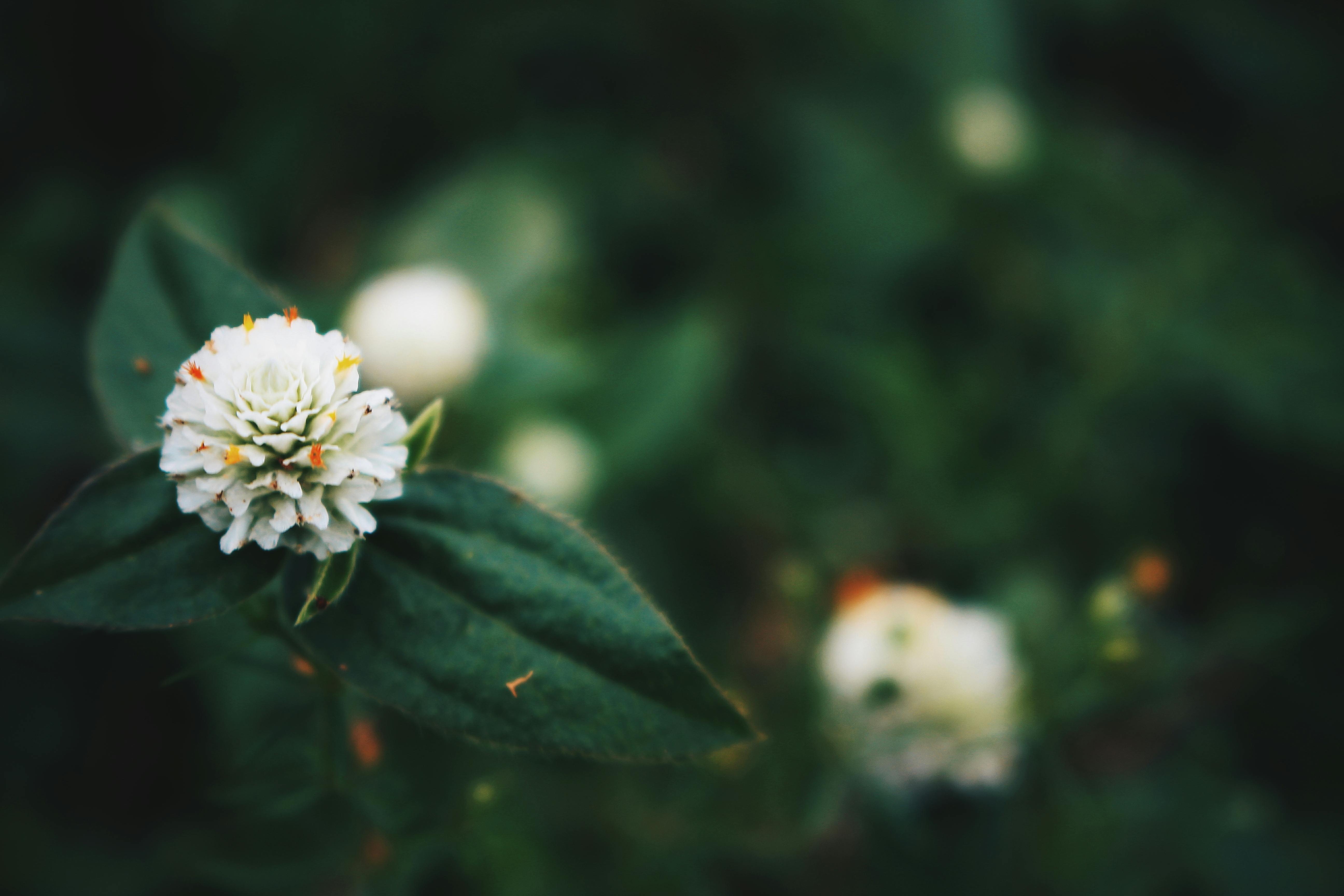 Detailed close-up of a white clover flower with blurred background, perfect for nature themes.