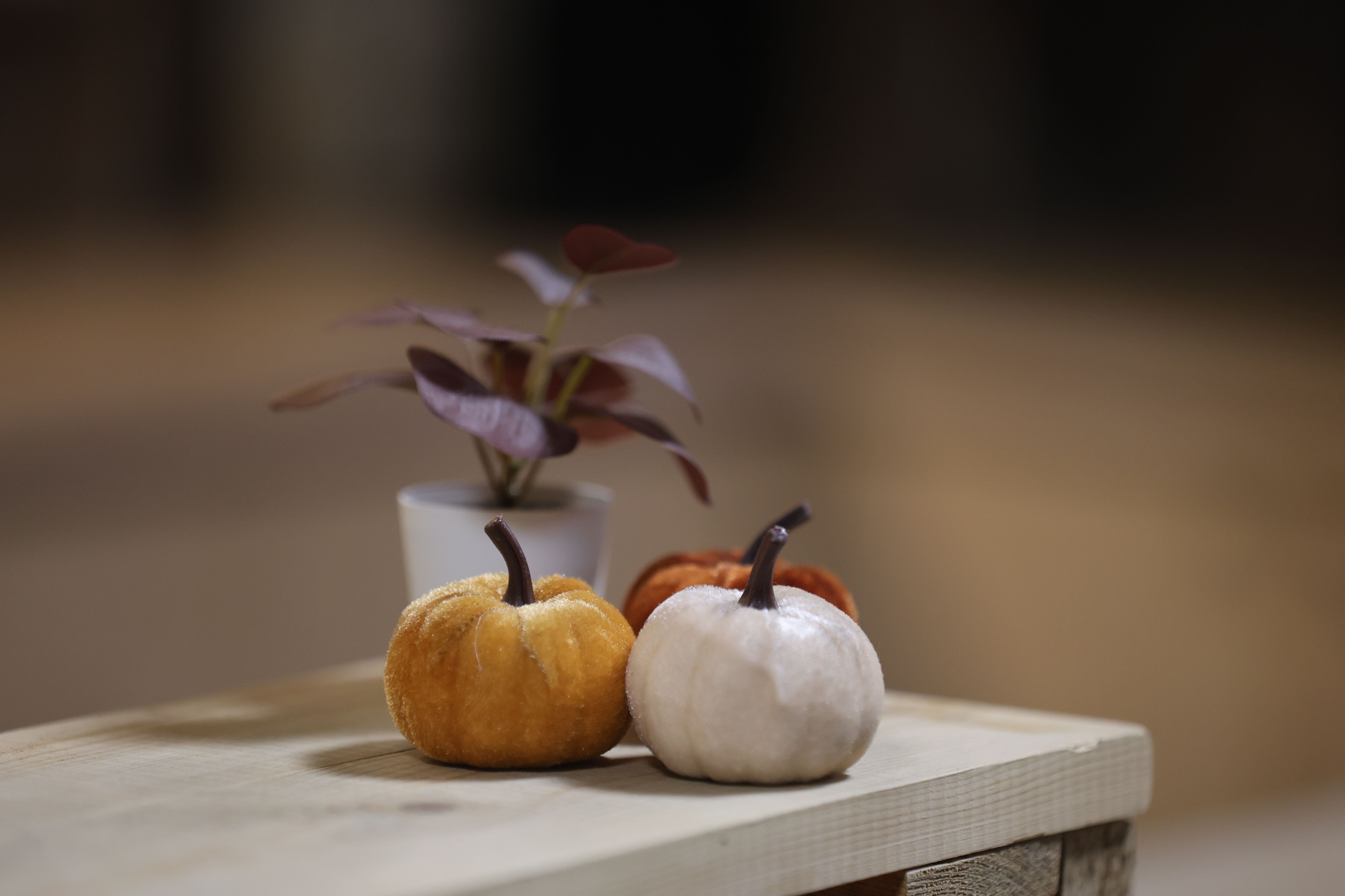 Cómo cultivar calabazas en patios chicos y balcones usando soportes o macetas