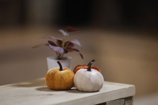 Cozy autumn setup with mini pumpkins and potted plant on wooden table indoors.