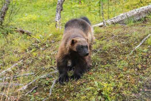 A wolverine in its natural forest habitat, showcasing its majestic and wild nature.