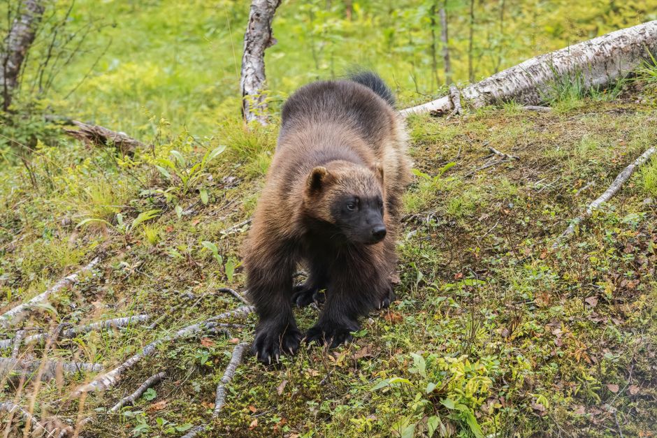 A wolverine in its natural forest habitat, showcasing its majestic and wild nature.